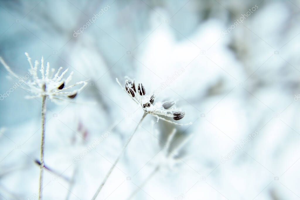 Abstract background with branches of dry meadow flowers and dandelion. Blurry background