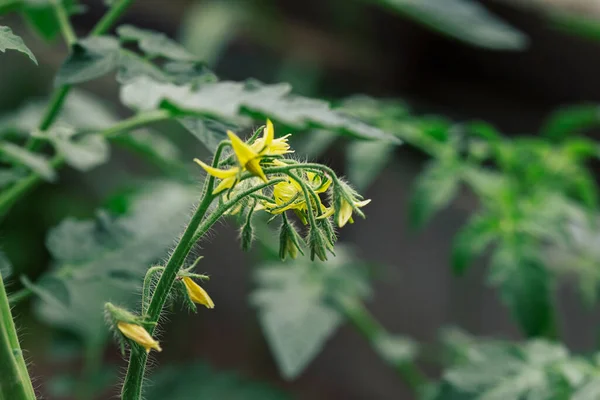 Желтые Томатные Цветы Среди Листвы Саду — стоковое фото