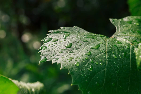 Vista Cerca Gotas Agua Hojas Verdes Después Lluvia Enfoque Selectivo —  Fotos de Stock