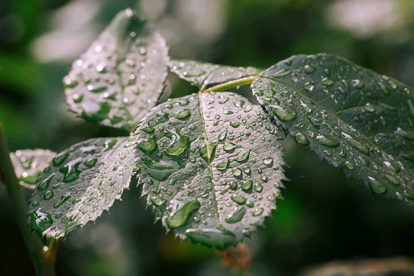 Yağmurdan Sonra Yeşil Yaprakların Üzerindeki Damlalarını Kapat Seçici Odak Bulanık — Stok fotoğraf