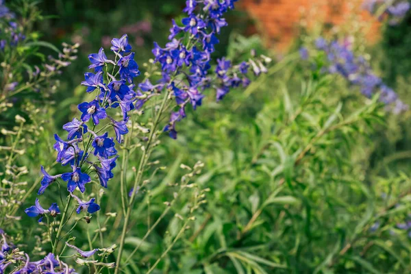 Yaz Bahçesinde Çiçek Açan Mavi Delphinium Çiçekleri Yumuşak Odaklı Bulanık — Stok fotoğraf