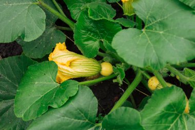 Çiçekli ve yeşil yapraklı balkabağı bebek meyvesi.