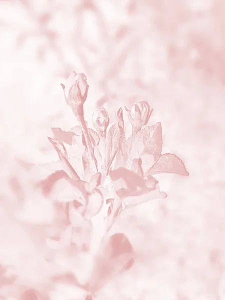 Soft focus pastel flower background featuring abstract, backdrop and background