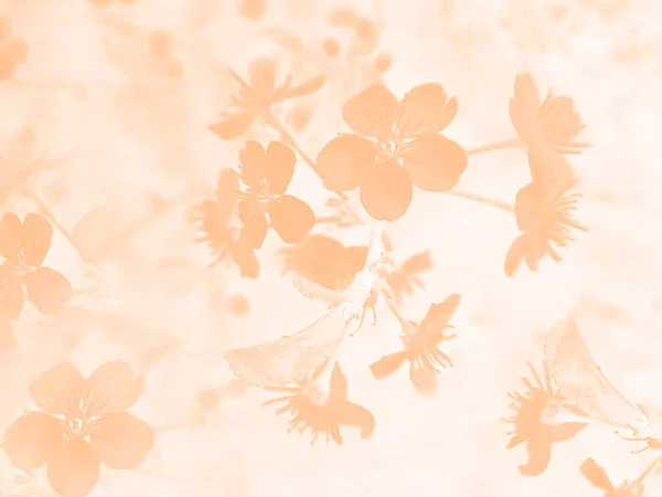 Delikatny Ostrość Pastelowe Tło Kwiat Wyposażony Abstrakcyjny Tło Tło — Zdjęcie stockowe