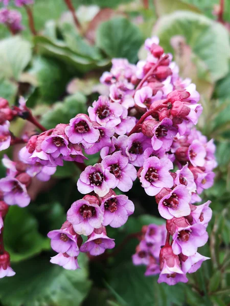 Badan Thick Leaved Garden Flowering Plant Summer Day Close Bergenia — Stock Photo, Image