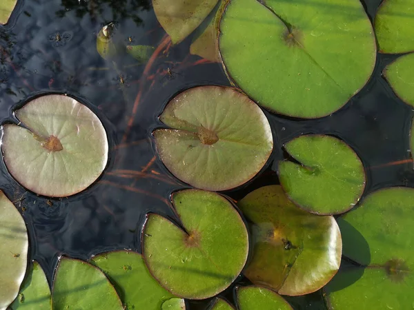 Waterlelie Loof Een Waterplas Hoge Hoek Uitzicht — Stockfoto