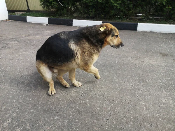 Ein Streunender Einsamer Trauriger Hund Eingang Eines Hauses Der Stadt — Stockfoto