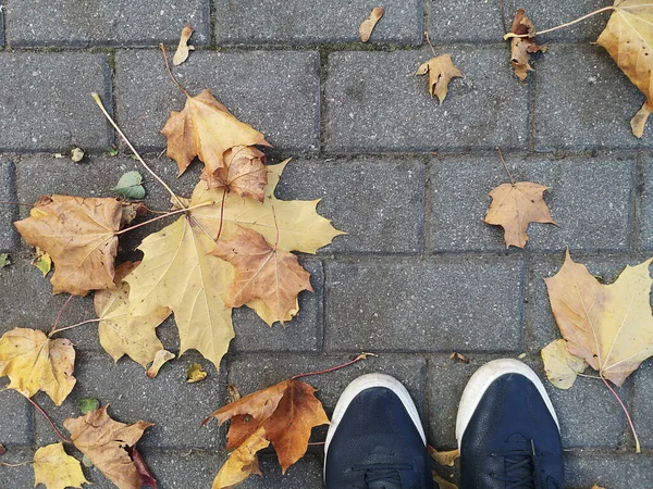 Herbst Hintergrund Mit Abgefallenen Blättern Blätter Von Einem Baum Gefallen — Stockfoto