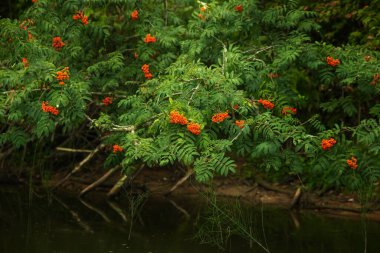 Olgun kızıl dağ külleri nehrin üzerinde asılı, yaz ormanı manzarası.