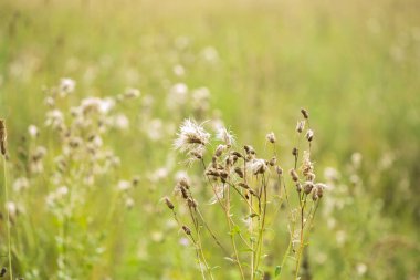 Yaprakları ve bulanık arkaplanı olan yeşil yaz yaprakları soyut dokusu.