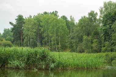 Nehirle gündüz vakti yeşil yaz orman manzarası.