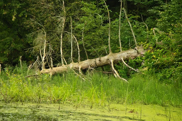 Viejo Árbol Caído Yace Superficie Del Río Paisaje Del Bosque — Foto de Stock