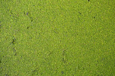 Ördek yosunu yazın nehrin su yüzeyinde kaplıydı..