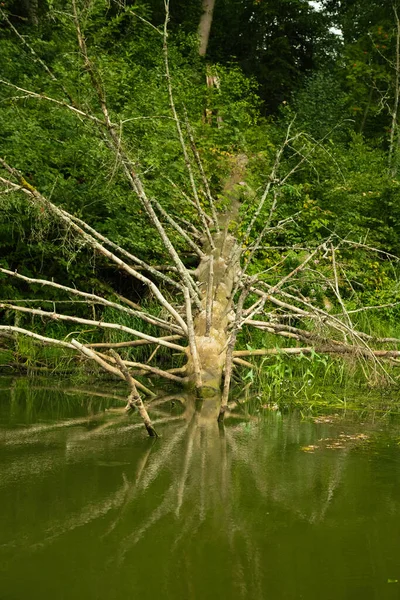 川の水面には古い倒木 夏の森の風景 — ストック写真