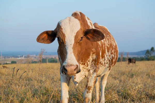 Primo Piano Bella Mucca Olandese Maculata Marrone Bianco Holstein Frisone — Foto Stock