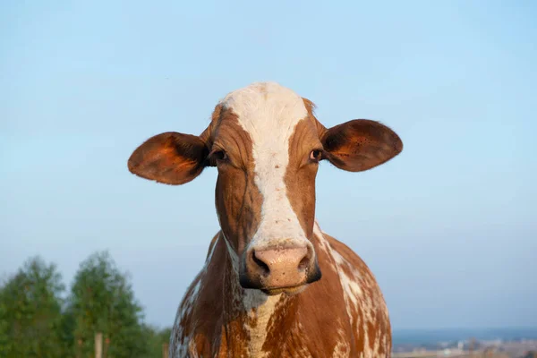 Gün batımında güzel kahverengi ve beyaz benekli Hollanda ineğine (Holstein Friesian) yaklaş. Kulağında kene olan bir inek. Parazitlik, uyumsuz, interspesifik bir ekolojik ilişkidir..