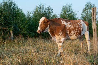Brezilya 'nın sonbaharında mavi bir gökyüzünün altında çayırlarda otlayan güzel kahverengi ve beyaz benekli Hollanda ineğinin (Holstein Friesian) yan görüntüsü. ILPF sisteminde hayvanların yönetimi.