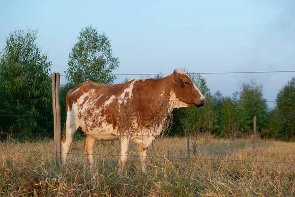 Widok Boku Pięknej Brązowo Białej Plamistej Krowy Holenderskiej Holstein Friesian — Zdjęcie stockowe