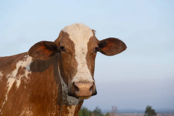 Close Bela Vaca Holandesa Marrom Branco Manchado Holstein Friesian Pôr — Fotografia de Stock