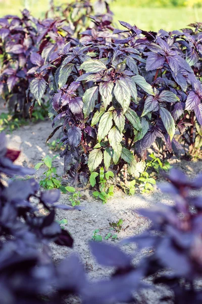 Фиолетовый базилик растет на садовой кровати — стоковое фото