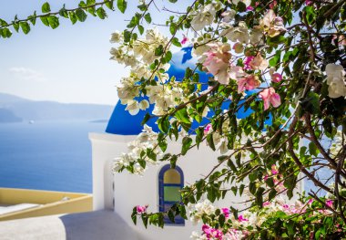 Begonvil bush mavi kubbe kilise arka planda, Santorini Island, Yunanistan