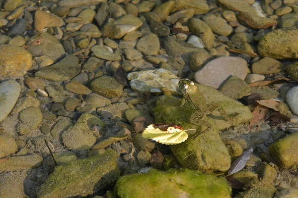 Çinde Kurbağalar Yeşil Yosunlar Temiz Suda Düşen Yapraklar Olan Bir — Stok fotoğraf