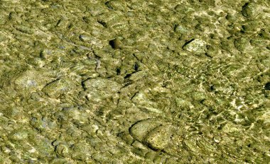 Alüvyonun, alglerin ve balıkların arasında gizlenen gri su yılanıyla şeffaf sığ bir nehir.