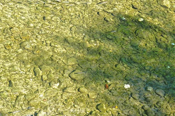 Stim Småfisk Det Klara Vattnet Grund Flod Med Stenig Botten — Stockfoto