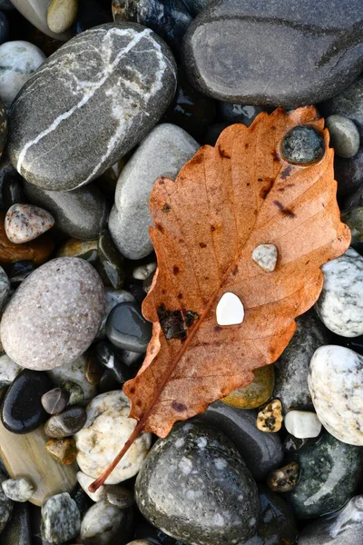 Umgestürztes Blatt Eines Baumes Auf Nassen Grauen Und Farbigen Meeressteinen — Stockfoto