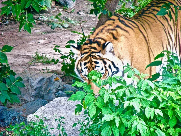 Tigre Adulto Caminando Relajadamente Entre Vegetación Mirando Los Árboles Cerca — Foto de Stock