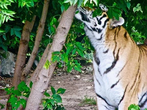 大人のトラはゆっくりと植生の中を歩くと木々を見て クローズアップ — ストック写真