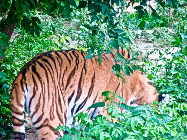 大人のトラはゆっくりと植生の中を歩くと木々を見て クローズアップ — ストック写真