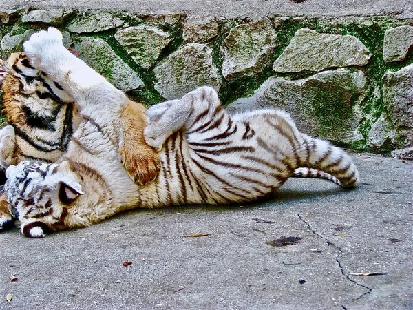 White Red Cubs Tiger Lying Play Zoo Background Stone Wall — Stock Photo, Image