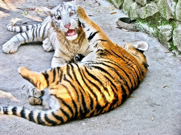 Filhotes Brancos Vermelhos Tigre Deitado Jogar Zoológico Contra Fundo Uma — Fotografia de Stock