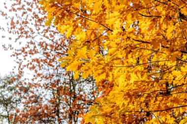 sarı arka plan bulanık ağaçların yaprak