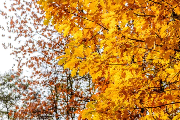 sarı arka plan bulanık ağaçların yaprak