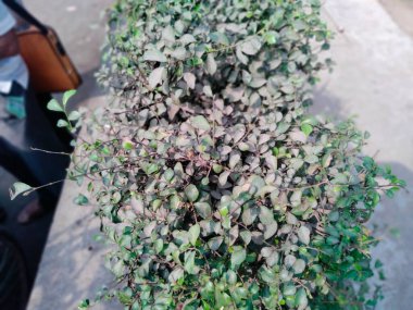 Orman parkı, orman parkı kew bahçeleri, yakınımda ağaçlarla park etmek.