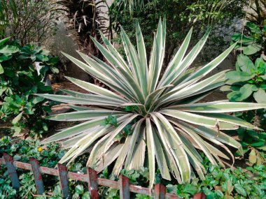 Orman parkı, orman parkı kew bahçeleri, yakınımda ağaçlarla park etmek.