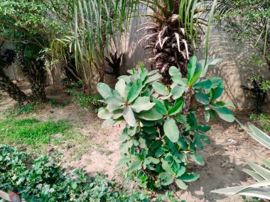 Orman parkı, orman parkı kew bahçeleri, yakınımda ağaçlarla park etmek.