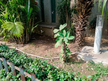 Orman parkı, orman parkı kew bahçeleri, yakınımda ağaçlarla park etmek.