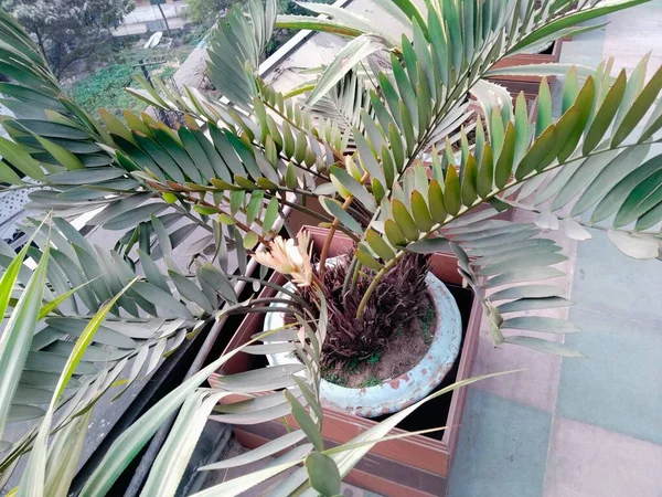 Dachbäume Beste Bäume Für Dachgärten Indien Garten Auf Dachterrassen Beste — Stockfoto