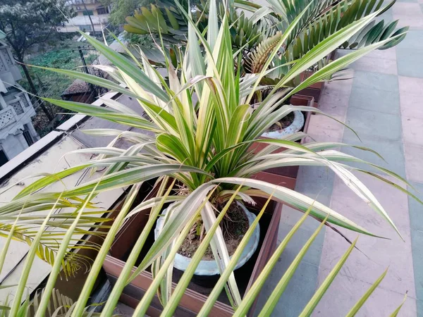 Dachbäume Beste Bäume Für Dachgärten Indien Garten Auf Dachterrassen Beste — Stockfoto