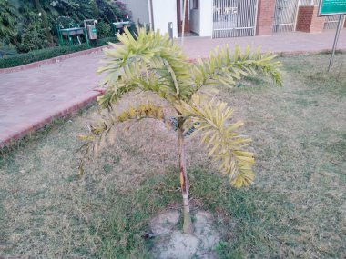 Chittagong 'da park, Chittagong' da eğlence parkı Bangladeş 'te eko parkı listesi Chittagong şehrindeki en güzel yer Chittagong' daki tüm parklar.,