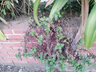 Chittagong 'da park, Chittagong' da eğlence parkı Bangladeş 'te eko parkı listesi Chittagong şehrindeki en güzel yer Chittagong' daki tüm parklar.,