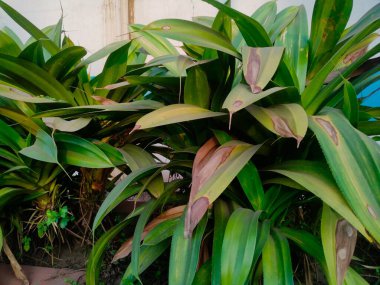 Chittagong 'da park, Chittagong' da eğlence parkı Bangladeş 'te eko parkı listesi Chittagong şehrindeki en güzel yer Chittagong' daki tüm parklar.,