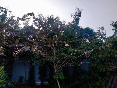 Chittagong 'da park, Chittagong' da eğlence parkı Bangladeş 'te eko parkı listesi Chittagong şehrindeki en güzel yer Chittagong' daki tüm parklar.,