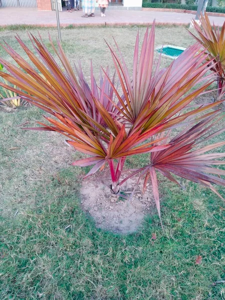 Chittagong 'da park, Chittagong' da eğlence parkı Bangladeş 'te eko parkı listesi Chittagong şehrindeki en güzel yer Chittagong' daki tüm parklar.,