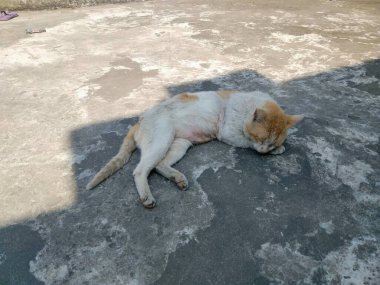 Kedi binanın çatısında uyuyor.