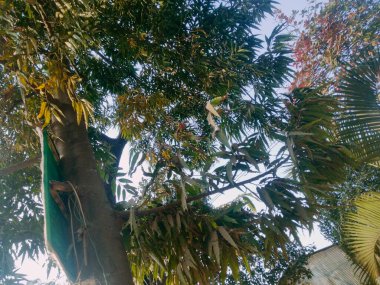 Yol Kenarlarına Ağaç Dikme ve Ağaçların Bakım Yöntemi