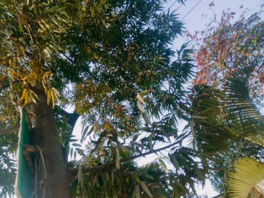 Yol Kenarlarına Ağaç Dikme ve Ağaçların Bakım Yöntemi